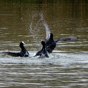 Common Coot