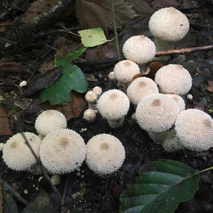 Gem-studded Puffball