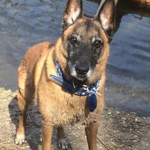 Belgian Malinois