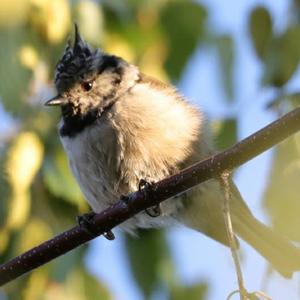 Crested Tit