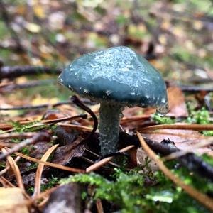 Green Stropharia