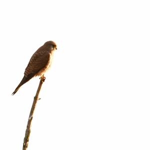 Common Kestrel