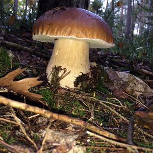 Summer Bolete