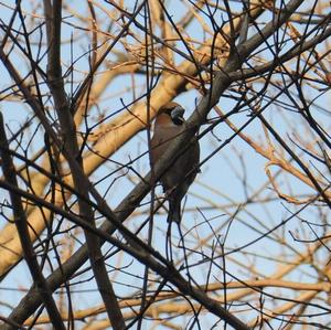 Hawfinch