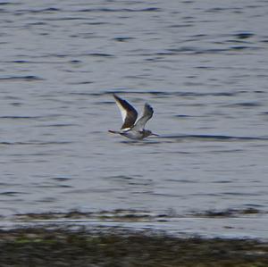 Common Redshank