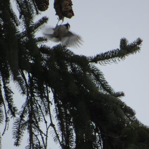 Coal Tit