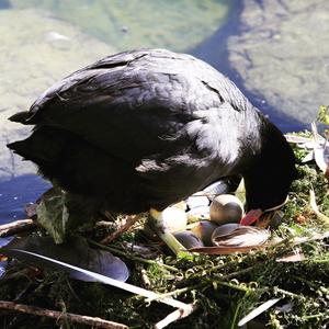 Common Coot