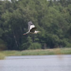 Grey Heron