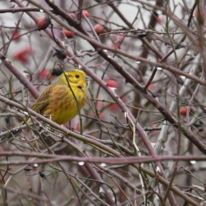 Yellowhammer