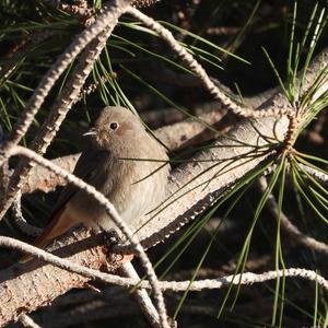 Black Redstart