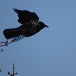 Hooded Crow