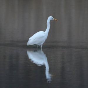 Great Egret