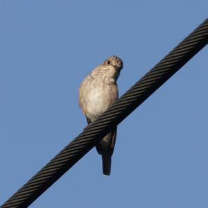 Spotted Flycatcher