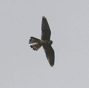 Common Kestrel