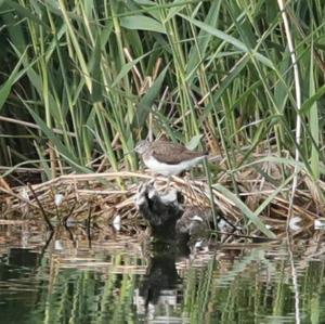 Common Sandpiper