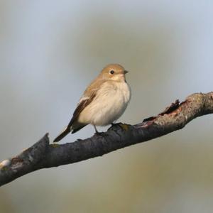 European Pied Flycatcher