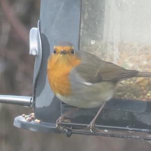 European Robin