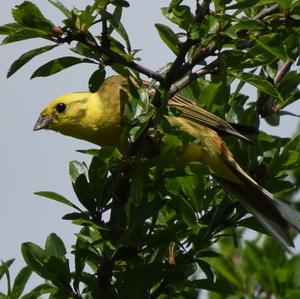 Yellowhammer