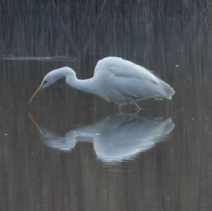 Great Egret