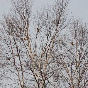 Evening Grosbeak