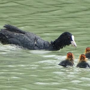 Common Coot