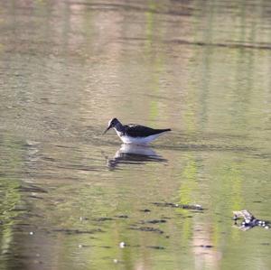 Green Sandpiper