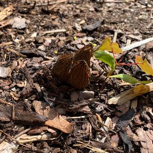 Black Morel