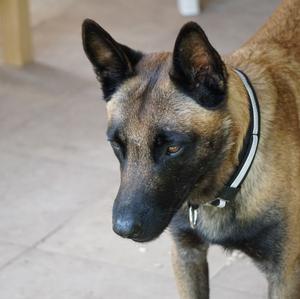 Belgian Malinois