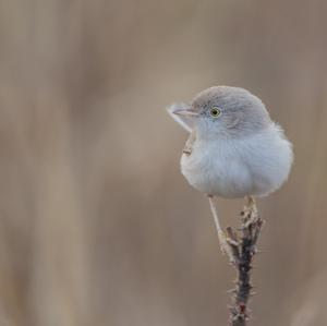 Desert Warbler