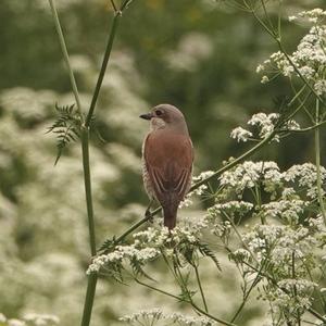 Red-backed Shrike