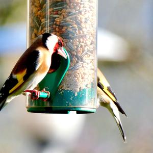 European Goldfinch