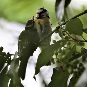 Blue Tit