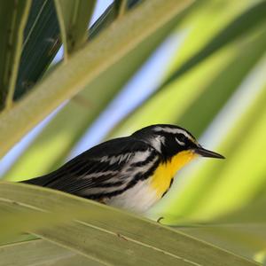 Yellow-throated Warbler