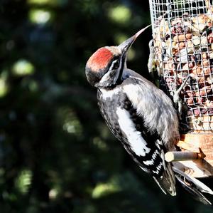 Great Spotted Woodpecker