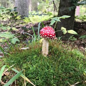 Fly Agaric