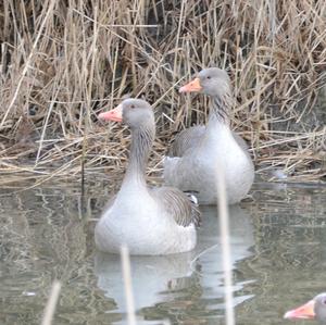 Greylag Goose