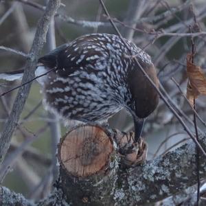 Spotted Nutcracker