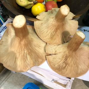 Funnel Clitocybe