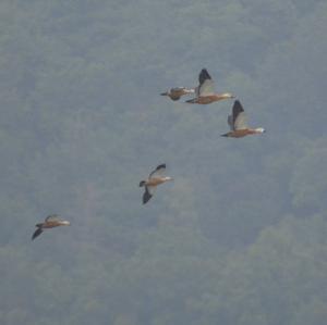 Ruddy Shelduck