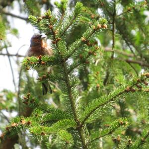 Eurasian Chaffinch