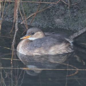 Little Grebe