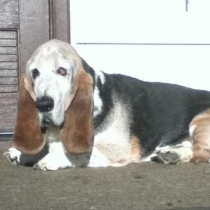 Basset Hound