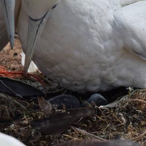 Northern Gannet