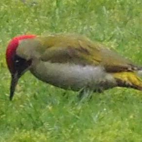 Eurasian Green Woodpecker