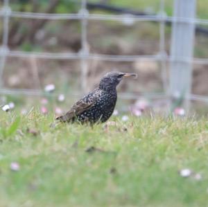 Common Starling