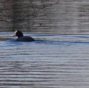 Common Coot