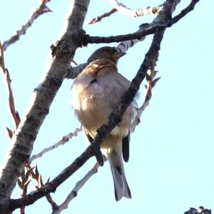 Eurasian Chaffinch