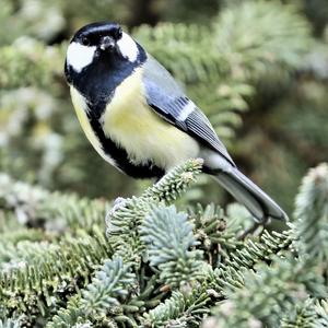 Great Tit