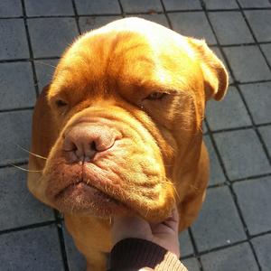 Dogue de Bordeaux