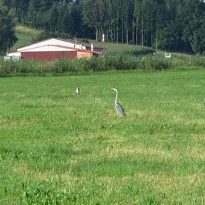 Grey Heron